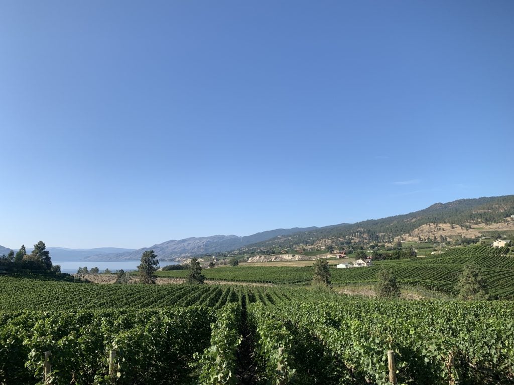 VInyards in Penticton from the KVR Trail