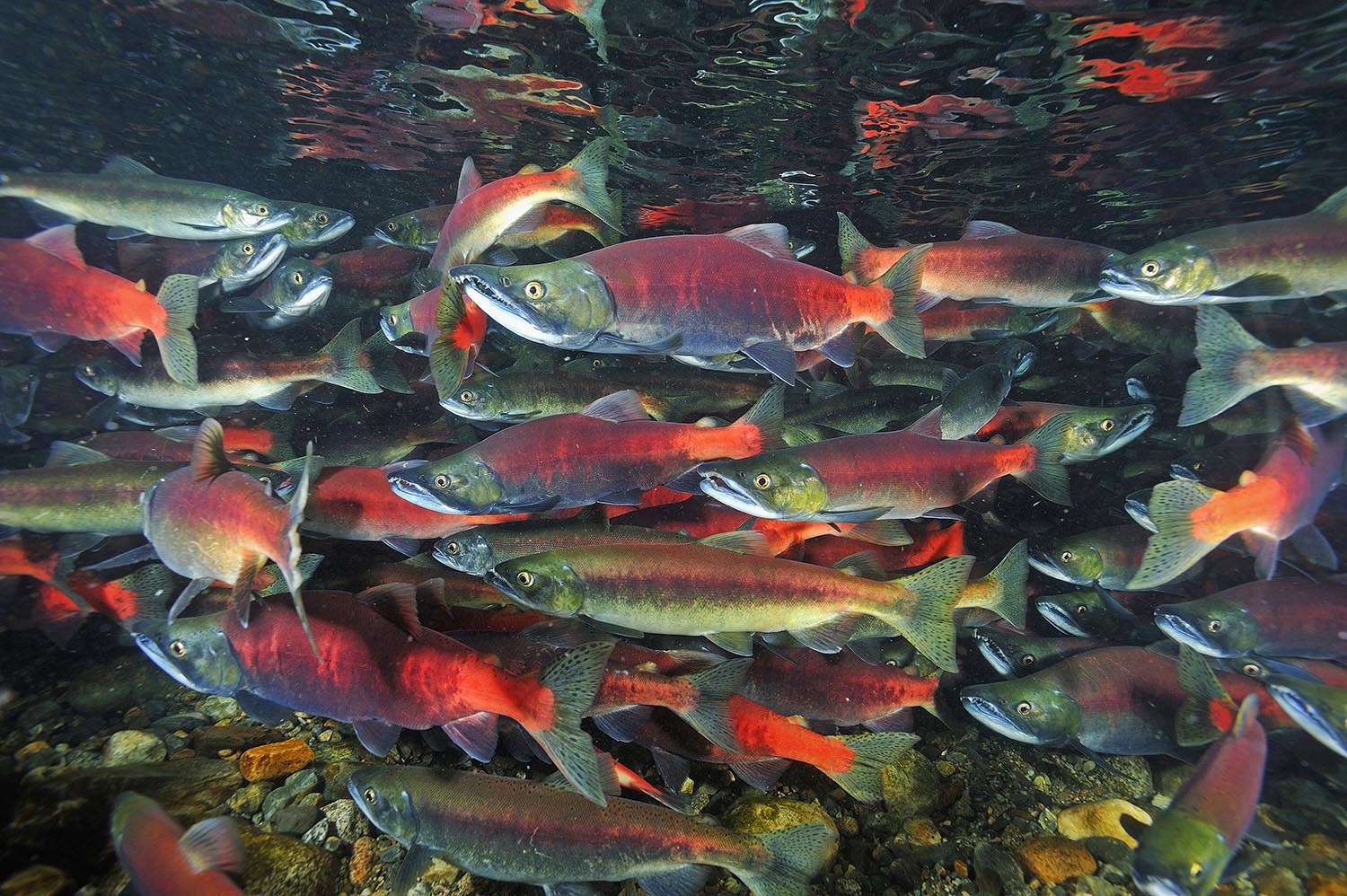 Kokanee Salmon spawning in river