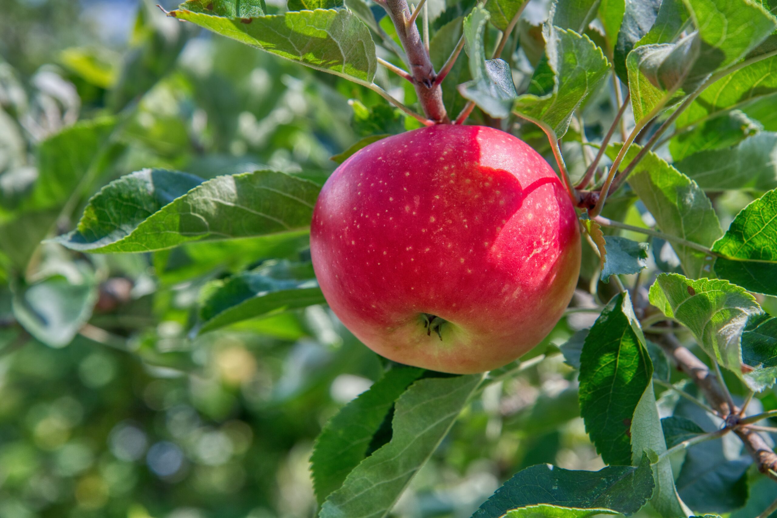 South Okanagan Cideries